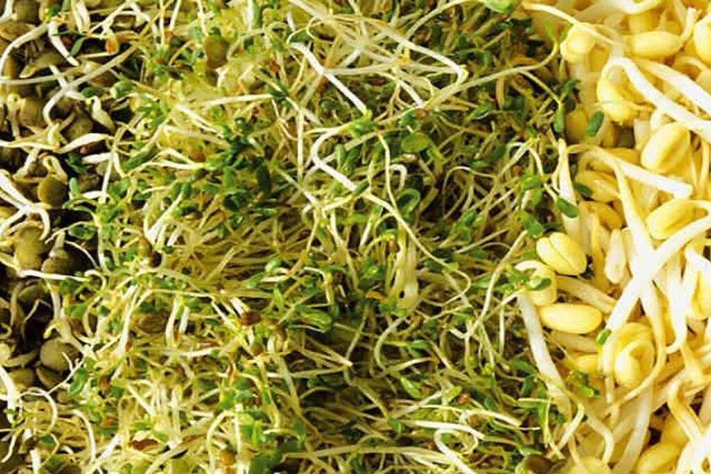 Los flavonoides de la soja pueden contrarrestar efectos antioxidantes en el organismo. Foto: DM. 