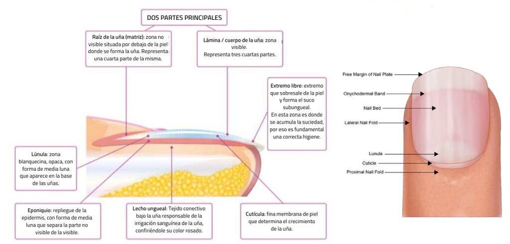 Estructura de las uñas. COF de Tarragona.