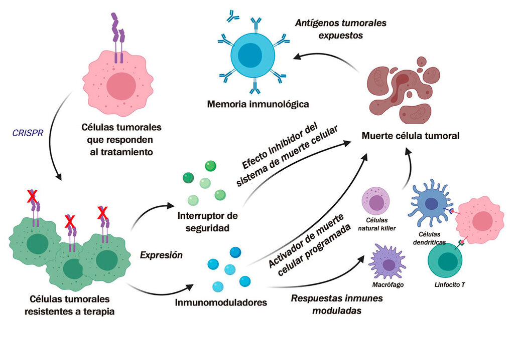 Esquema gráfico del desarrollo de esta nueva terapia celular frente al cáncer. Gráfico: KOK SIONG CHEN Y KHALID SHAH. 