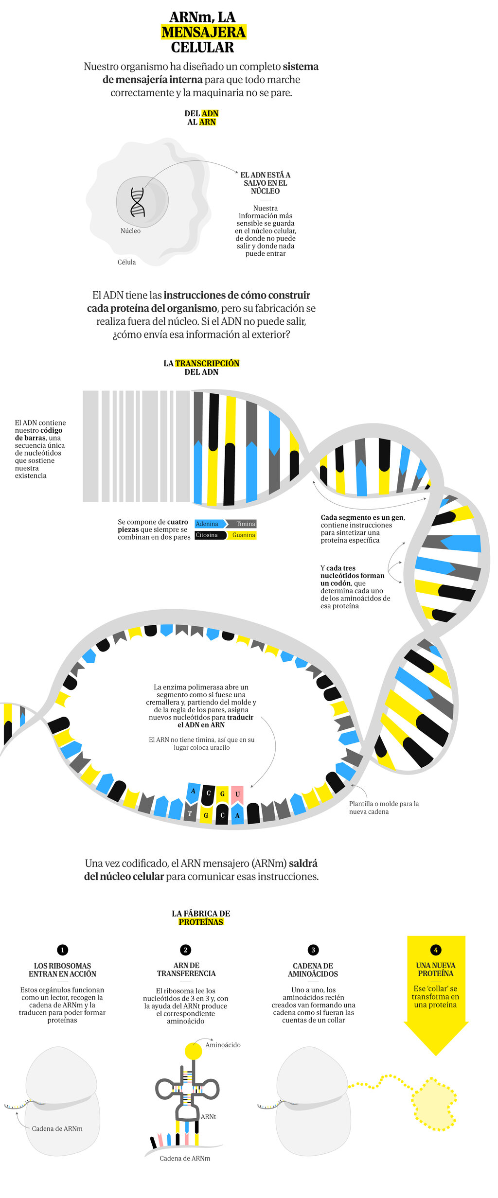 ARNm, la mensajera celular.