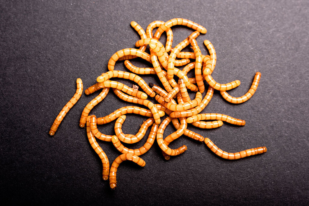 Las larvas del gusano de la harina (en forma congelada, desecada y en polvo) tambiÃ©n son un alimento autorizado en el mercado europeo.