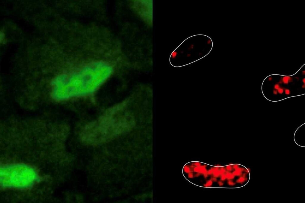 Localización del daño en el ADN (en el núcleo de las células, en verde) y la colocalización de PRDX1 (en rojo, en el mismo lugar). Imagen: CRG