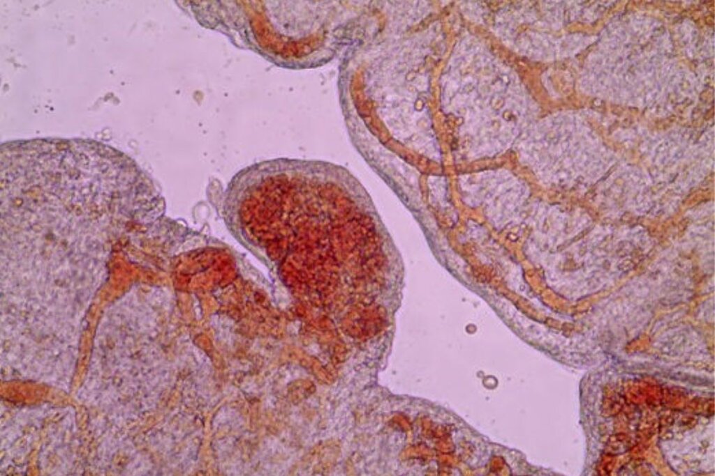 Imagen microscópica de células placentarias. Foto: DM. 