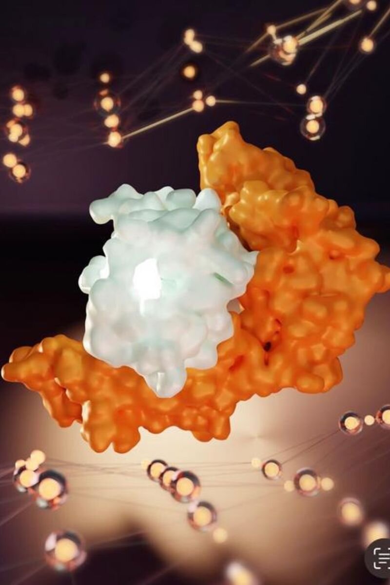 El péptido NQK-Q8 (color claro), una pieza de la prote�na espiga del SARS-CoV-2 que el virus usa para ingresar a las células, se une al surco HLA-B*15:01 (naranja). Imagen: UNC CHARLOTTE/ANDRÉ LUIS LOURENÇO.