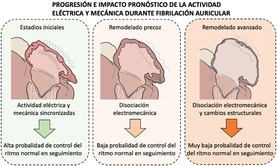 Representación de la progresión del remodelado electromécanico de las aurculas durante FA y sus implicaciones pronósticas. Fuente: CNIC