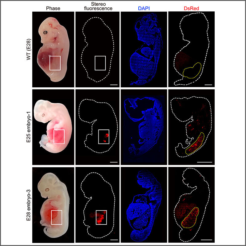 Comparación de los riñones en embrión de cerdo y embriones quiméricos. Foto: 'CELL STEM CELL'