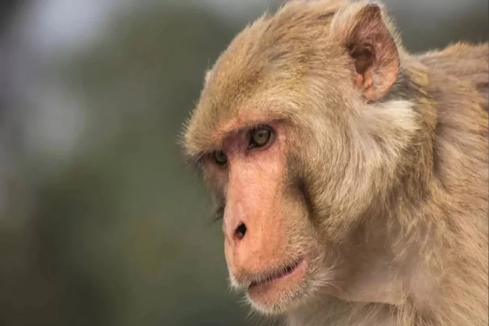 Los investigadores tratan de comprobar si la infección por viruela del mono puede ser asintomática. Foto: DM. 