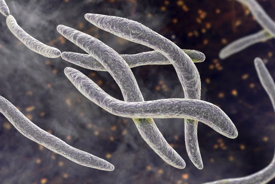 Ilustración de la bacteria Fusobacterio, que se ha asociado con el cáncer de colon. Foto: SHUTTERSTOCK.
