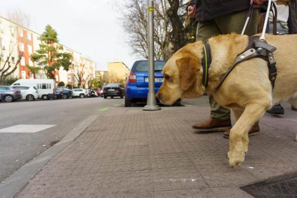 Los perros guía son la excepción a la prohibición de entrada de animales en farmacias. Foto: ÁNGEL NAVARRETE