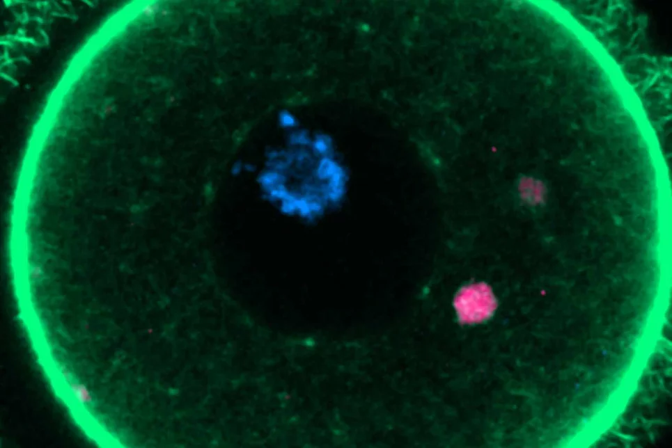 ELVA en fluorescencia (magenta) dentro de un óvulo de ratón. Imagen: GABRIELE ZAFFAGNINI/CRG.