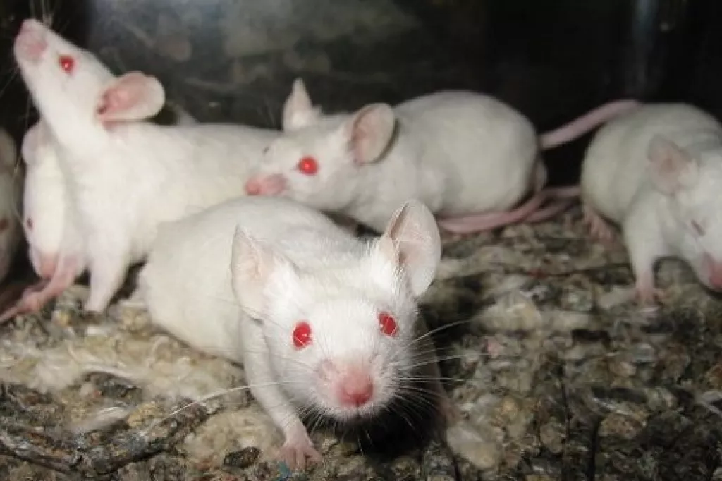 Ratones modificados genÃ©ticamente.