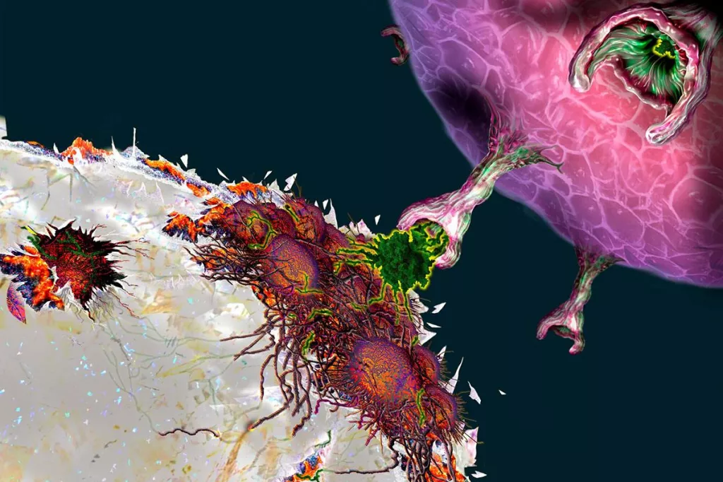 Linfocito CAR-T se une a la célula tumoral.