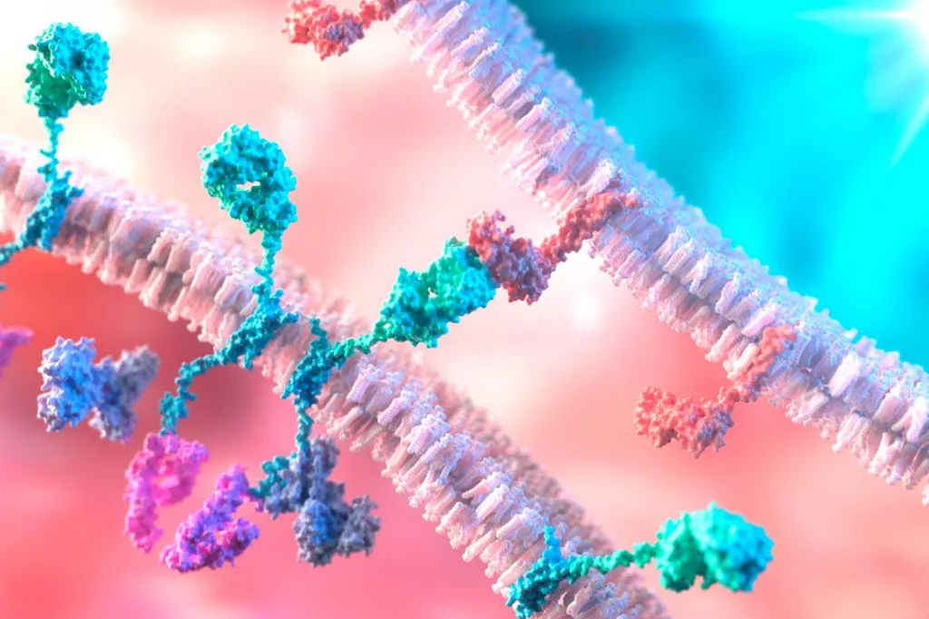 El CAR permite al linfocito atacar de forma selectiva y eficaz a las cÃ©lulas tumorales.