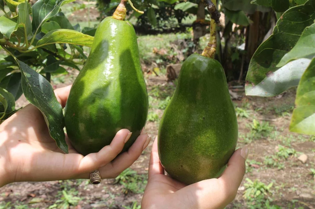 Según el estudio americano, comer un aguacate al da no tiene efectos sobre la grasa abdoiminal en personas con sobrepeso pero s mejora el colesterol LDL.