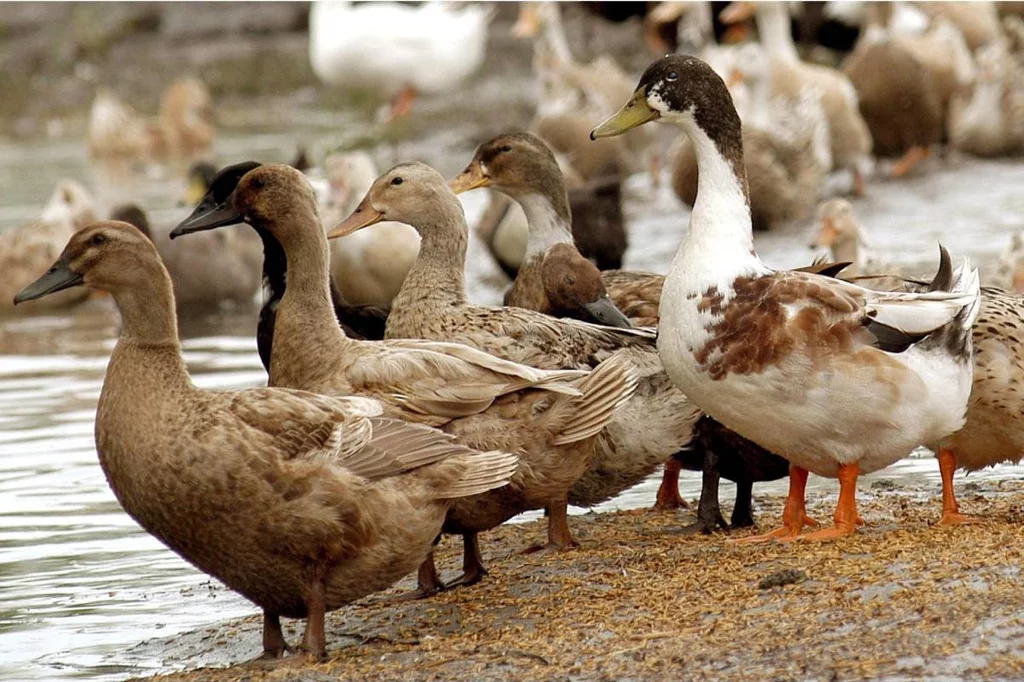 El subtipo detectado en las aves silvestres en Extremadura es el H5N1, que durante este año está afectando a Europa. Foto: EFE.