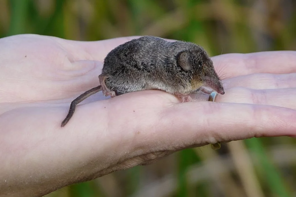 La musaraña es uno de los posibles reservorios del henipavirus.