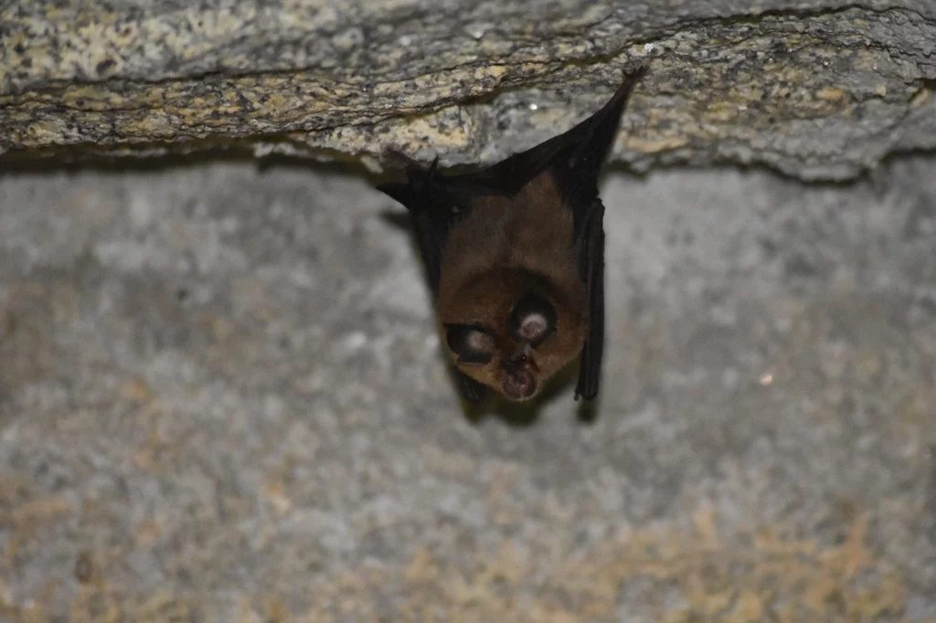 Hallazgos como el descrito en el artículo reconfirman que los murciélagos de todos los continentes contienen nuevos coronavirus con capacidad de infectar células humanas.