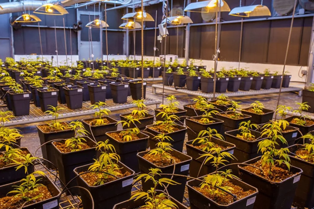 En 2020 el TJUE dictaminó que el CBD no debe considerarse una sustancia narcótica. Foto: BHALUTEK HEMP.
