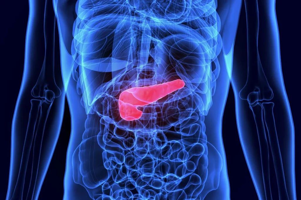 El cáncer de páncreas es uno de los tumores que precisa, de forma urgente, terapias efectivas. Foto: DM. 