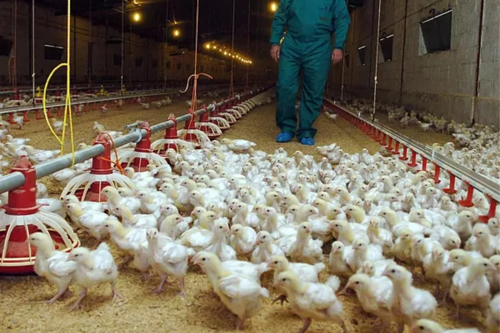 Imagen de una granja avcola de una localidad alcarreña. Foto: FERNANDO VILLAR/EFE