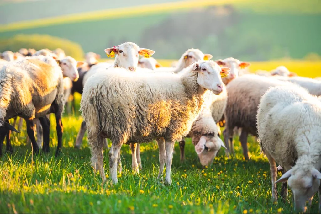 La dirección web del portal 'NotificaVet' se incluirá de forma paulatina en los prospectos de los medicamentos veterinarios autorizados en España.