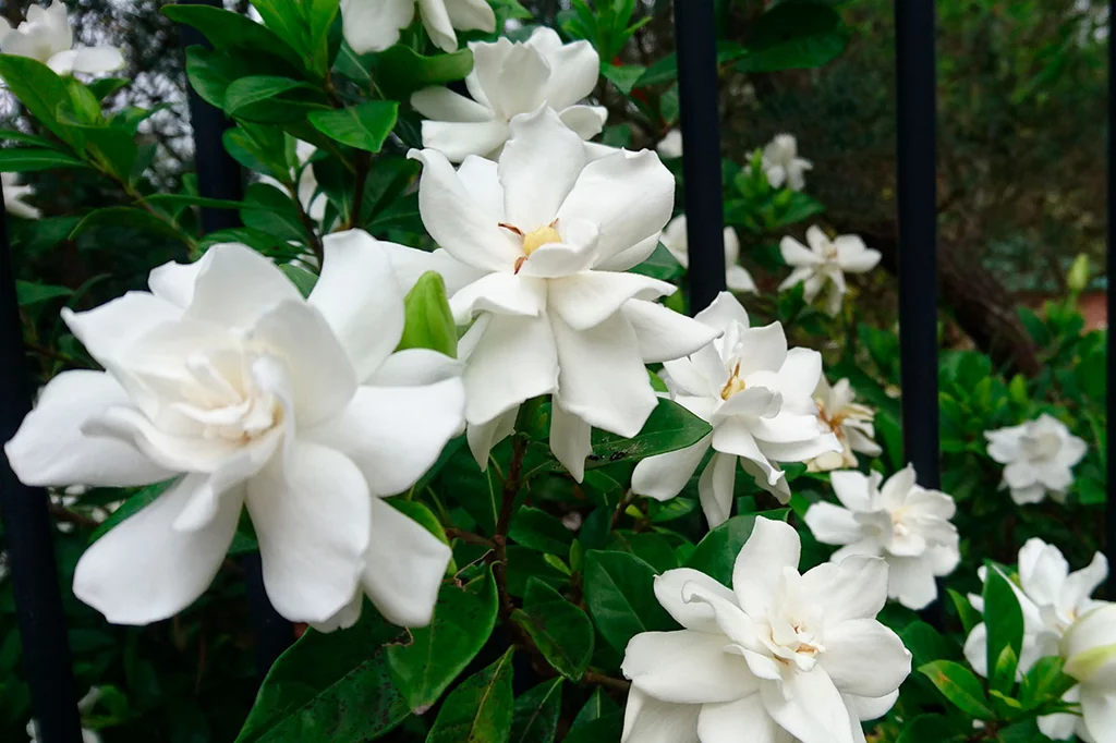 Hay mÃ¡s de doscientas especies descritas de gardenias, dentro de la familia de las rubiÃ¡ceas.