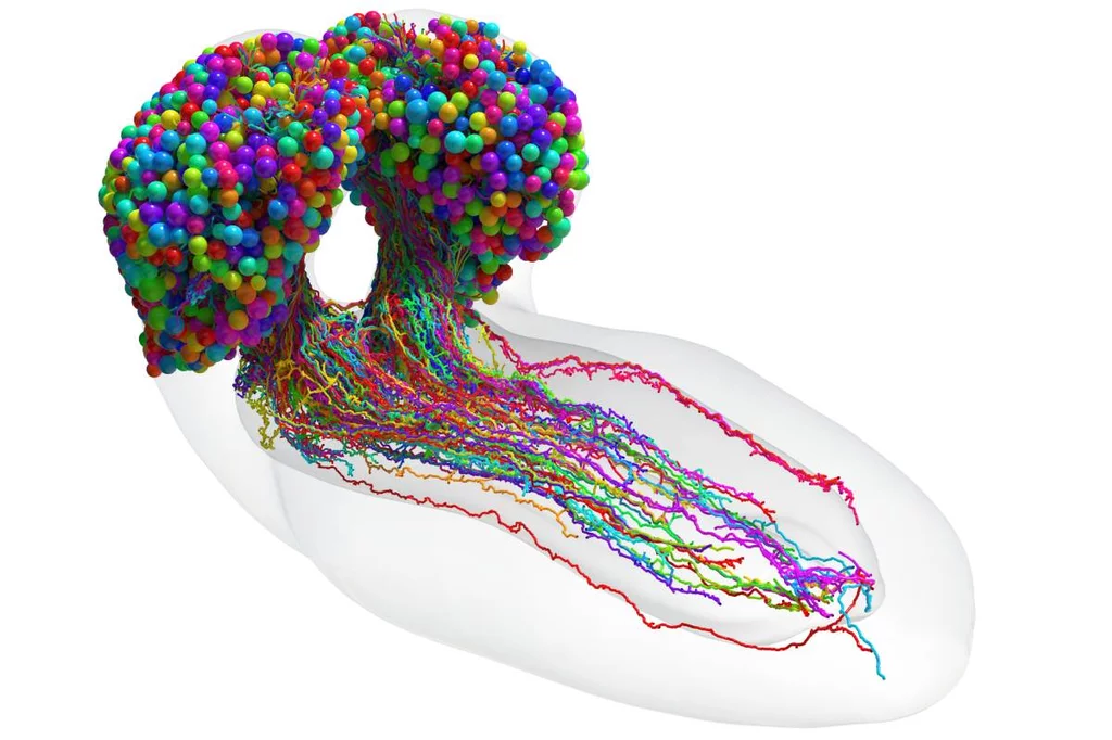 Mapa de las conexiones neuronales de la larva de la mosca del vinagre de Michael Winding.