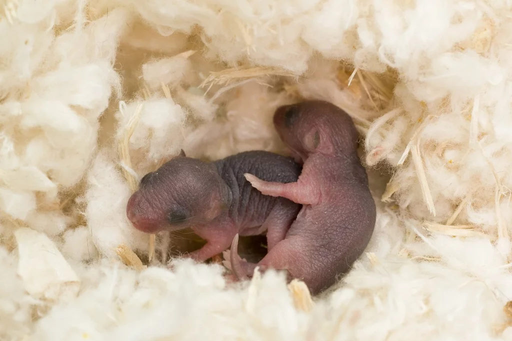 Cras de ratones en un laboratorio. Foto: SHUTTERSTOCK
