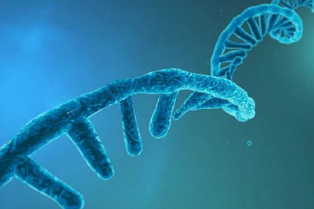 El ARN lleva copias de la información genética del ADN. Foto: Cocodrilo (SHUTTERSTOCK). tock)