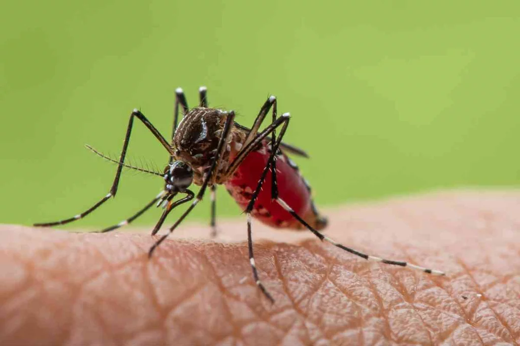 Los mosquitos 'aedes aegypti' transmitenÂ virus como el del chikungunya, el dengue y el zika.