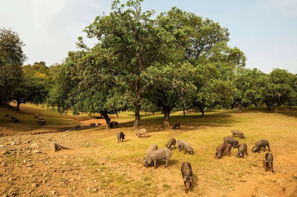 La estrategia andaluza busca un enfoque 'One Health' a través del trabajo conjunto en salud humana, sanidad animal y medio ambiente. En la imagen, cerdos ibéricos en la provincia de Huelva. Foto: SHUTTERSTOCK