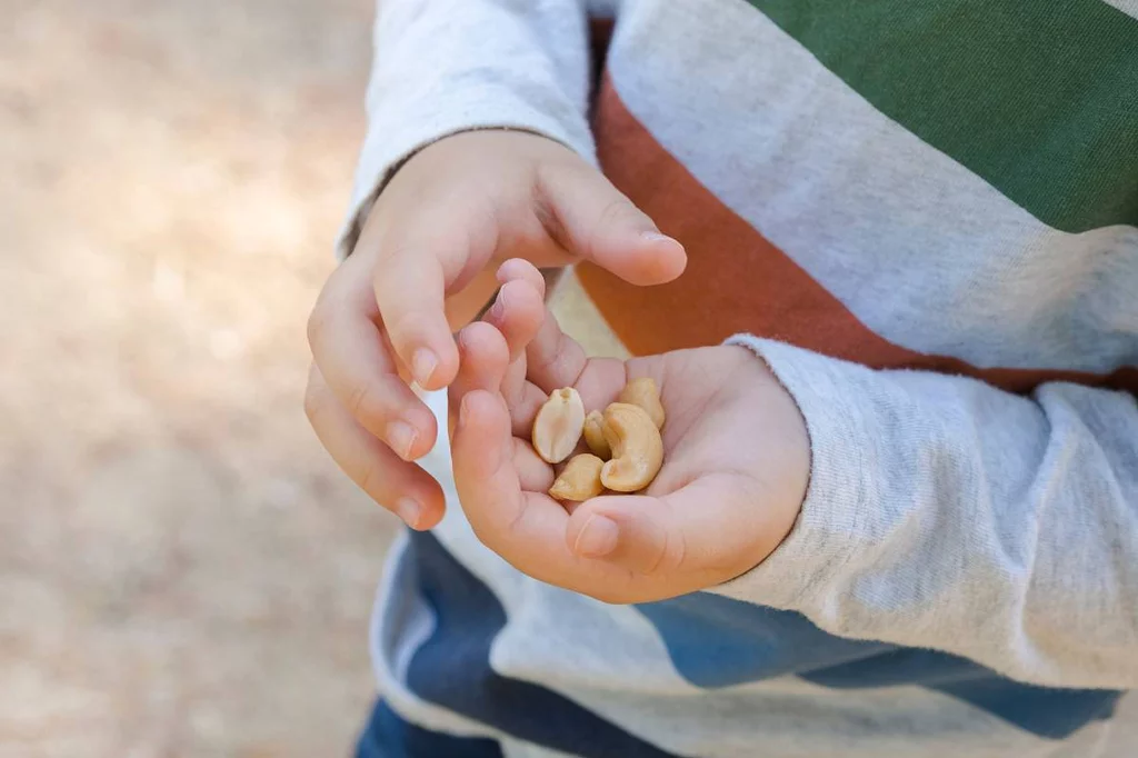 Estudios indican que la exposiciÃ³n precoz en alimentos como los cacahuetes y la leche pueden contribuir a la tolerancia de alimentos con riesgo alergÃ©nico. Foto: SHUTTERSTOCK