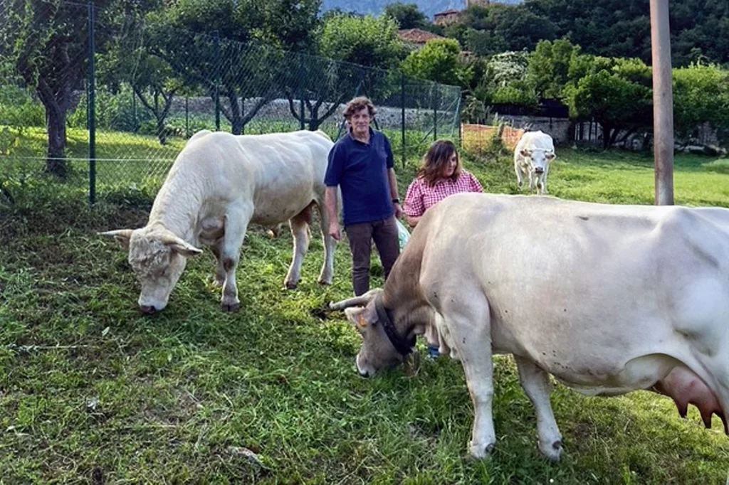 El veterinario Carlos MartÃnez SÃ¡nchez y su mujer, la farmacÃ©utica Rosa Codorniu, con farmacia en la localidad cÃ¡ntabra de CamaleÃ±o, junto al toro 'Chato' y la vaca 'Majita'.