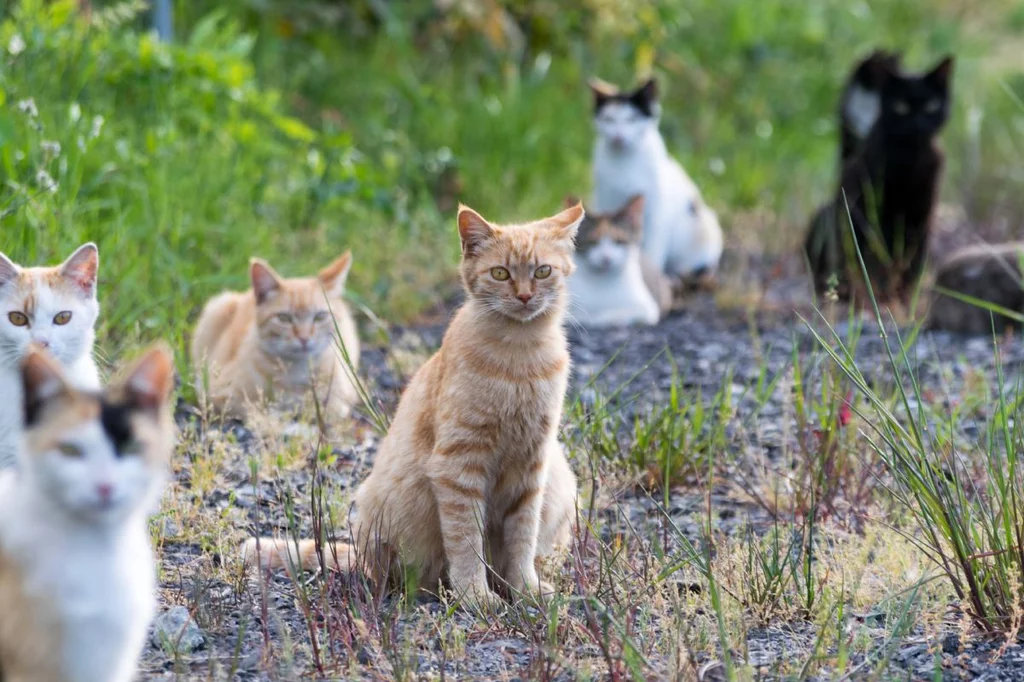 Gatos callejeros. Foto: SHUTTERSTOCK.