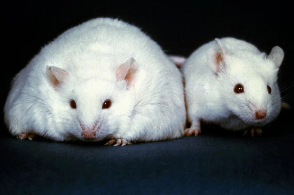 La terapia 'superquemagrasa' se ha probado con Ã©xito en ratones pero requiere mejoras tÃ©cnicas. Foto: SHUTTERSTOCK