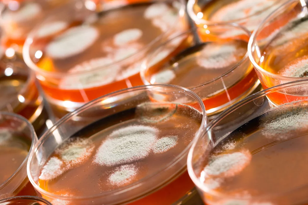 Las placas de Petri son un elemento omnipresente en cualquier laboratorio microbiolÃ³gico.
