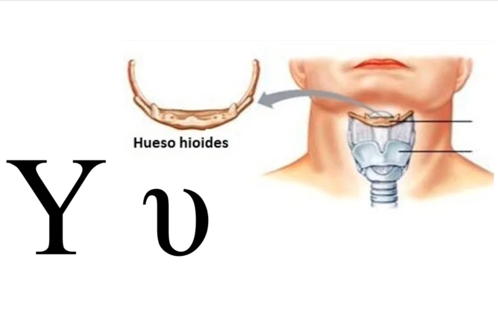 Hueso hioides del cuello y letra griega Ãpsilon (mayÃºscula y minÃºscula).