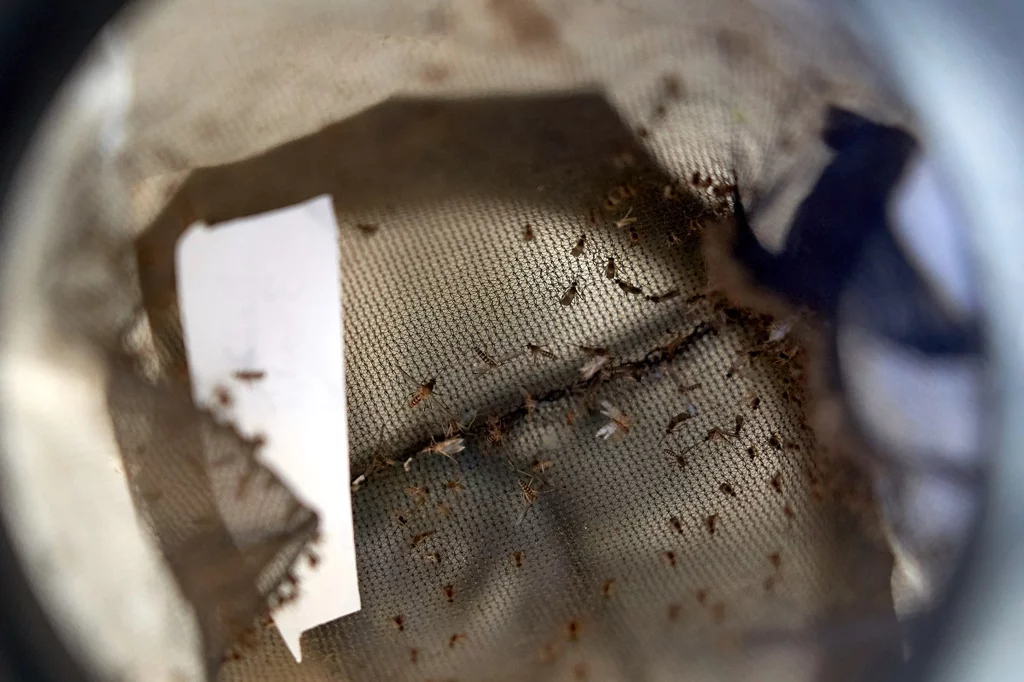 Detalle de las redes utilizadas para capturar los ejemplares de mosquitos en las trampas colocadas en el municipio sevillano de La Puebla del Rio. Foto: GOGO LOBATO.