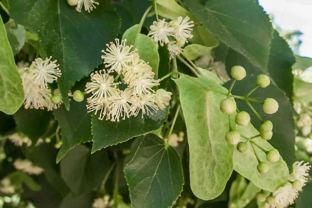 Tilo de hoja pequeña ('tilia cordata'). La flor de té se emplea como sedante y actúa frente a catarros. Foto: REAL JARDÍN BOTÁNICO/CSIC.