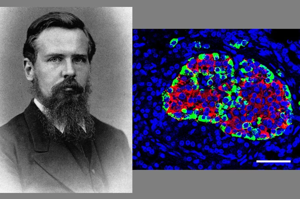 Paul Langerhans describió los islotes pancreáticos en 1869.