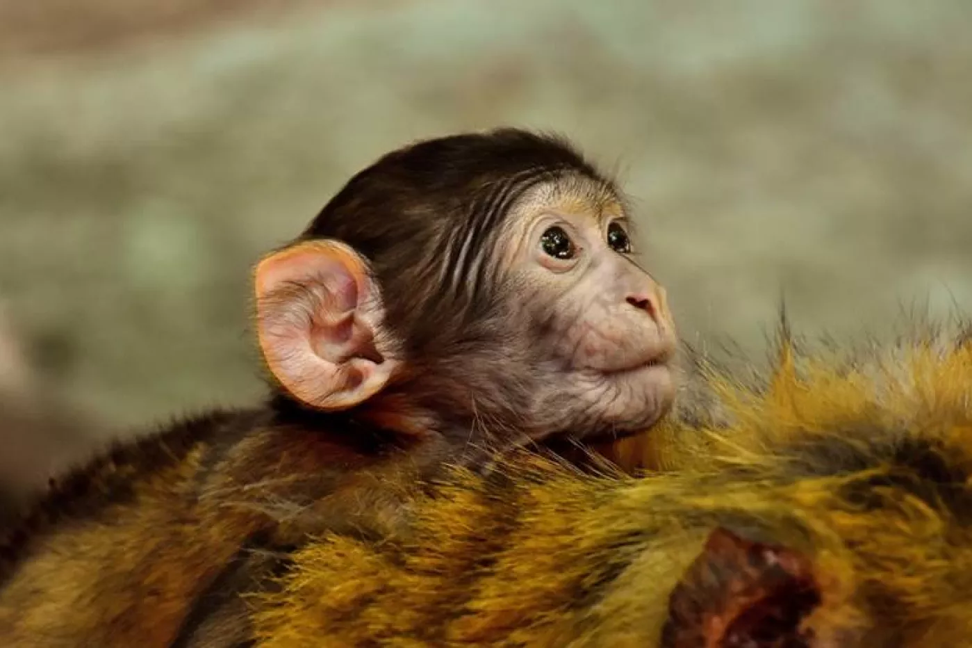 En 2021, según el informe del Ministerio de Agricultura sobre animales utilizados en investigación, se experimentó con 628 macacos cangrejeros y un macaco Rhesus. FOTO: DM