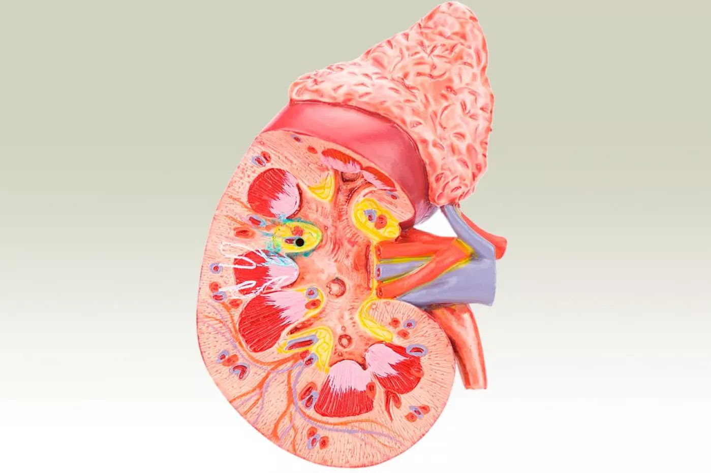 Anatomía del riñón. 
