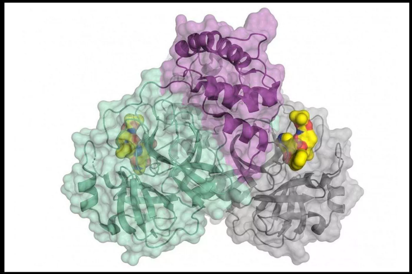 Estructura tridimensional de la proteasa del SARS-CoV-2
