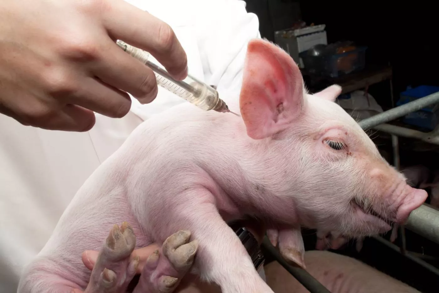 Control veterinario de cerdos para prevenir la propagacion del virus H1N1 en 2010. 