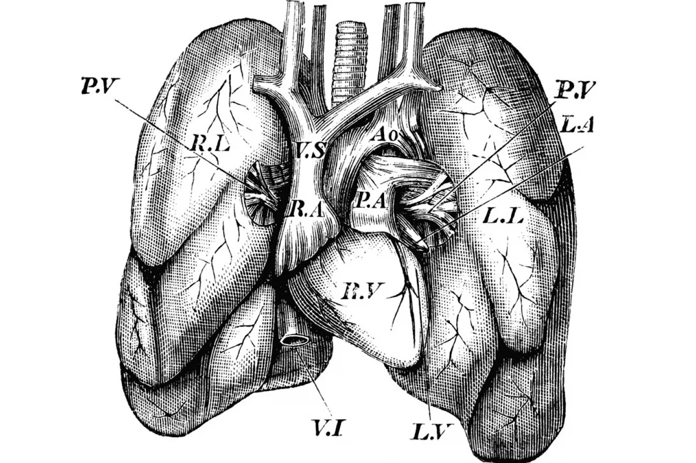 durvalumab-no-muestra-mejor-a-estad-stica-en-supervivencia-en-c-ncer-de