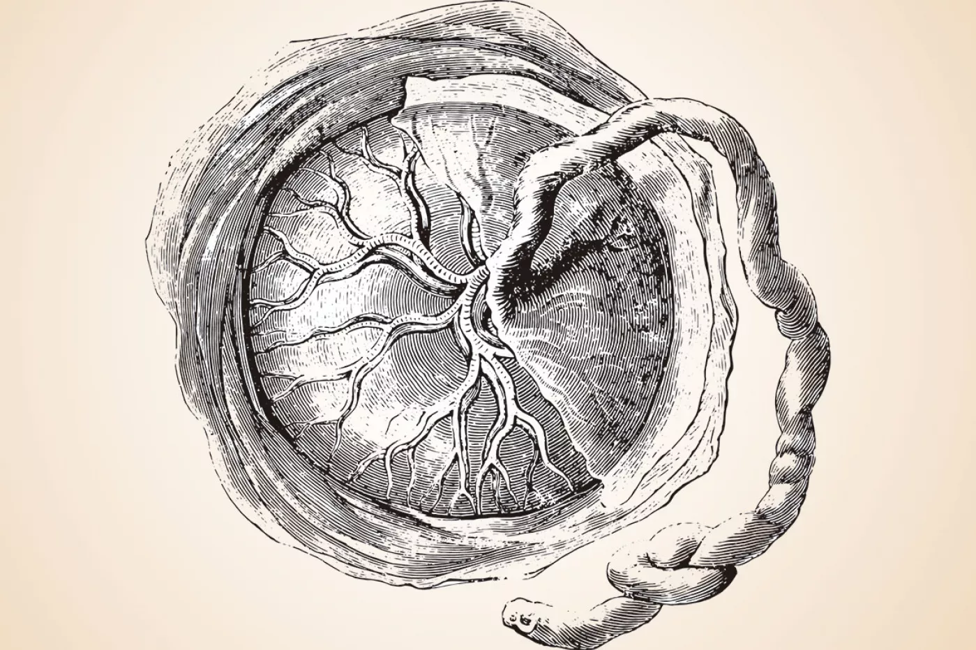 La placenta es un órgano transitorio que se forma durante la gestación; a través de ella tiene lugar el intercambio de nutrientes entre la madre y el feto.