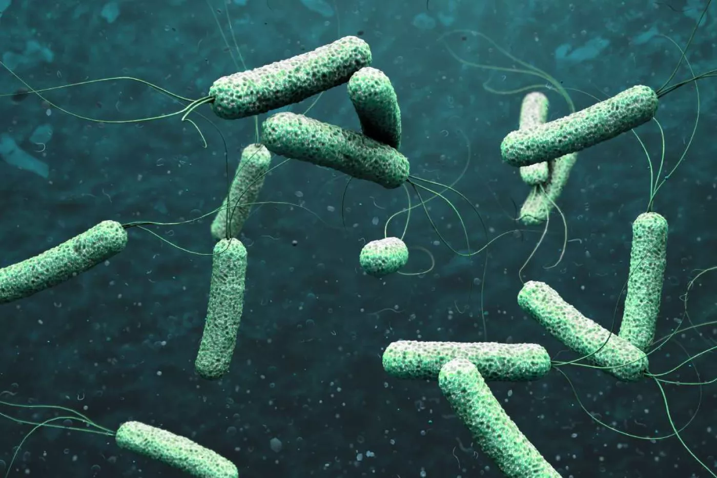 Ilustración 3D de patógenos de cólera.