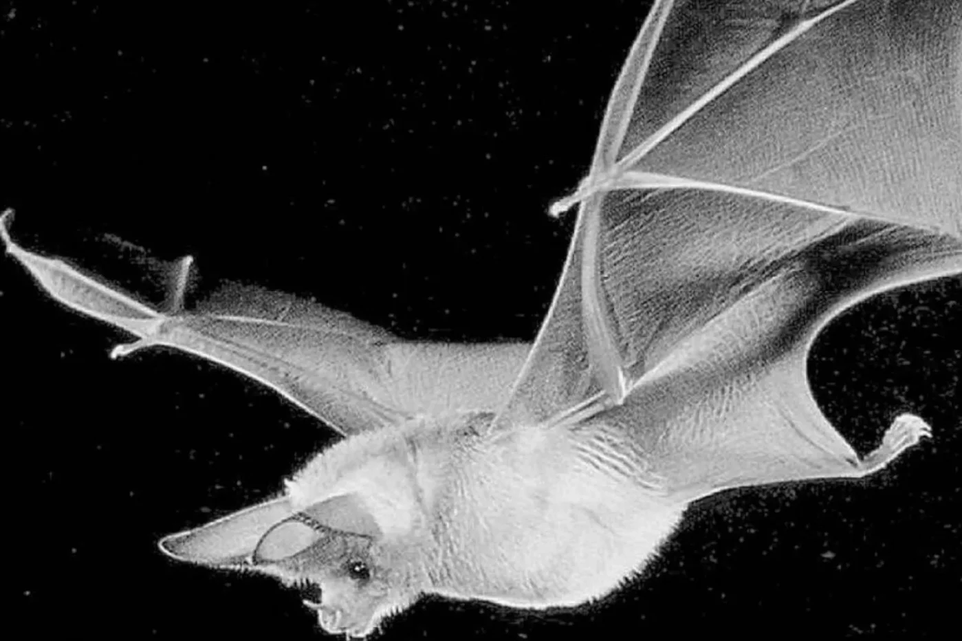 Los murciélagos no son sensibles al SARS-CoV-2 a pesar de tener receptores para ACE2. Foto: DM. 