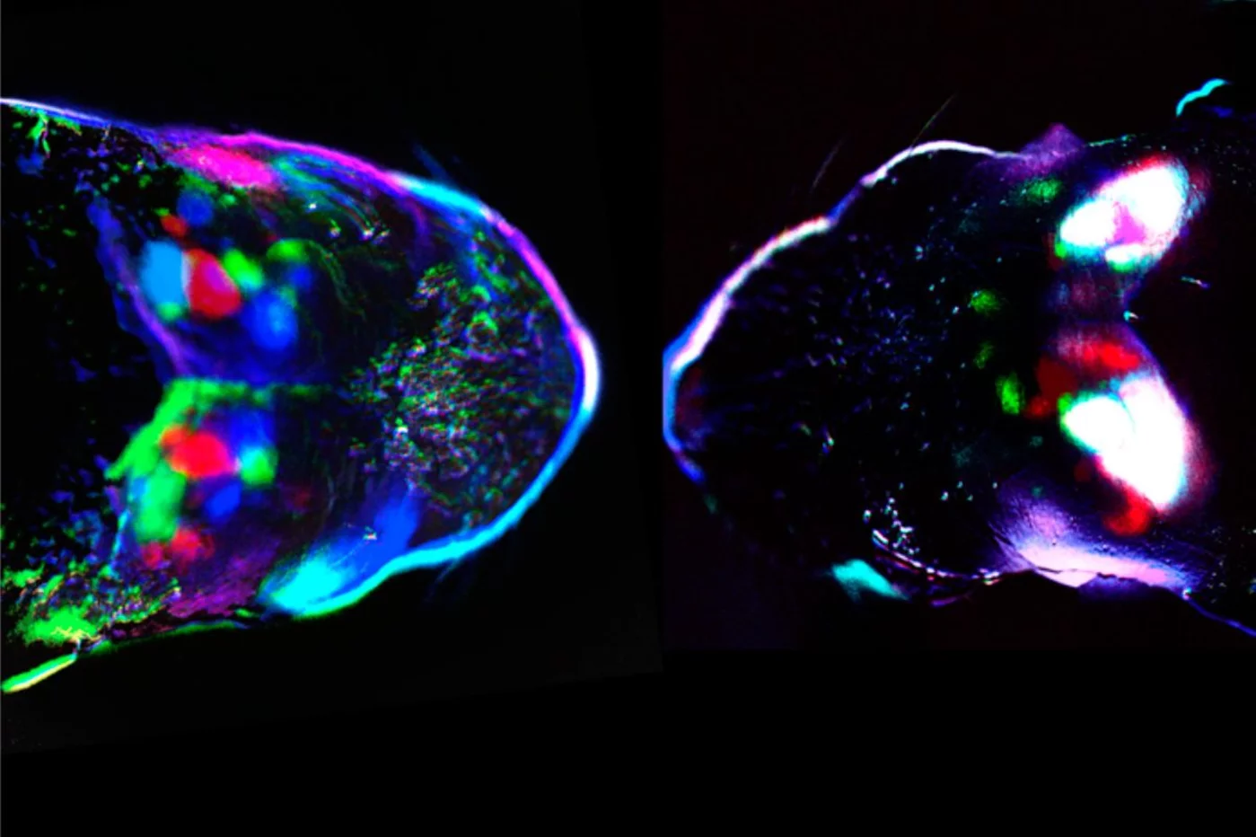 Actividad cortical espontánea al nacer en un ratón de control (izquierda) y un ratón (derecha) en el que las ondas retinianas se bloquearon mediante una inyección de carbenoxolona en el ojo. Foto: INSTITUTO DE NEUROCIENCIAS (IN, CSIC-UMH).