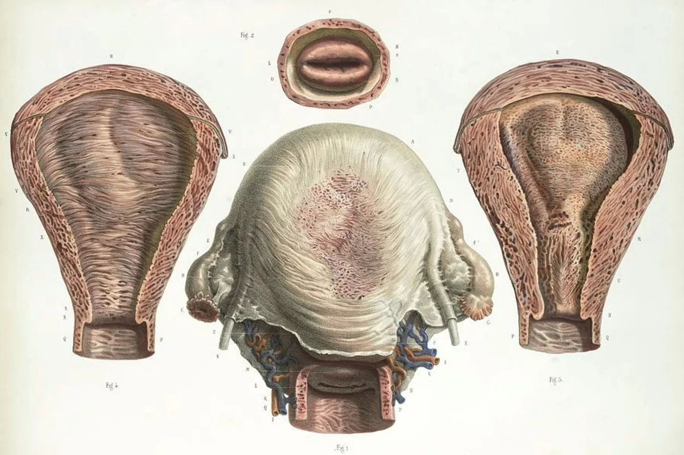 Imagen anatómica del útero: órgano muscular hueco e impar de la pelvis menor femenina.